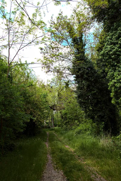 Sentier Ombragé Bordé Arbres Dans Parc Campagne Italienne — Photo