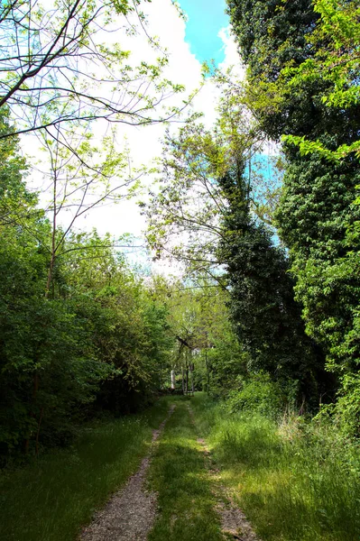 Sentier Ombragé Bordé Arbres Dans Parc Campagne Italienne — Photo