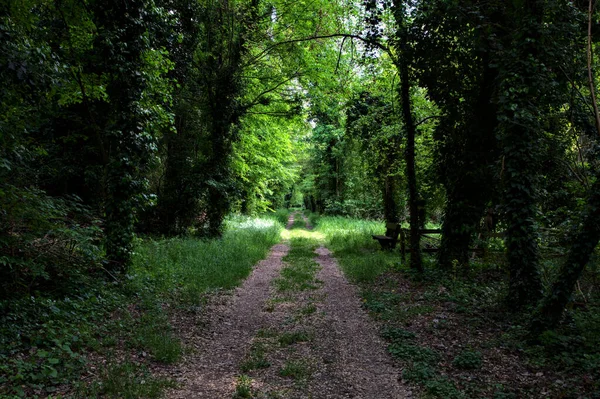 Sentiero Ombreggiato Delimitato Alberi Parco Nella Campagna Italiana — Foto Stock