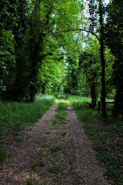 Sendero Sombrío Bordeado Árboles Parque Campo Italiano — Foto de Stock