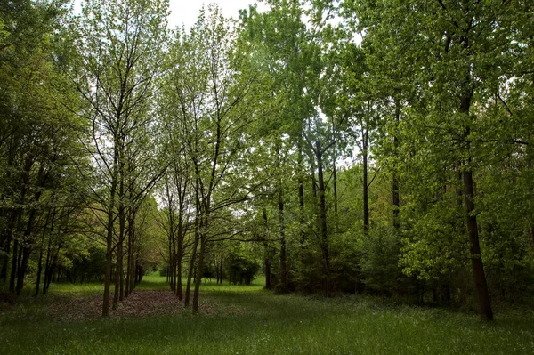 Ряд Деревьев Открытом Пространстве Парке Итальянской Сельской Местности — стоковое фото