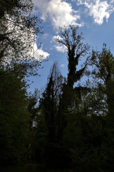 Silhouette Trees Clear Sky Backdrop — Stock Photo, Image