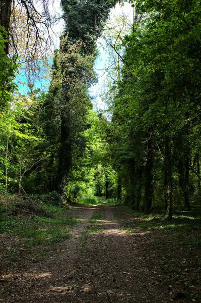 Schaduwrijke Pad Omzoomd Door Bomen Bedekt Door Klimop Een Park — Stockfoto