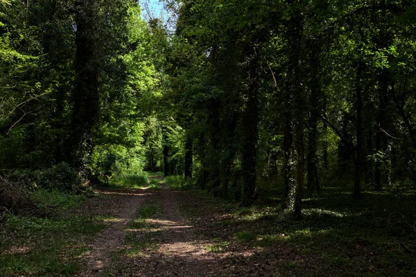 Caminho Sombrio Limitado Por Árvores Cobertas Por Hera Parque Campo — Fotografia de Stock