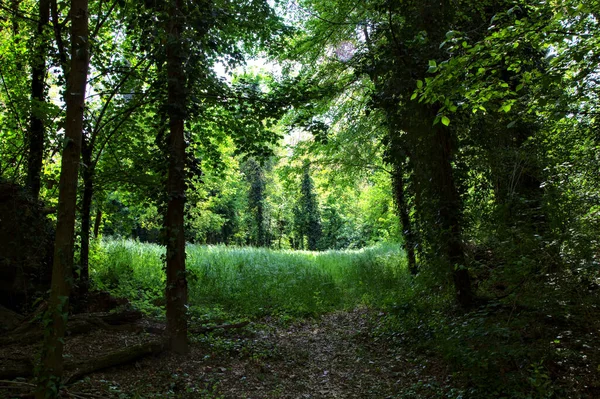 Caminho Sombra Que Leva Campo Limitado Por Árvores Parque — Fotografia de Stock