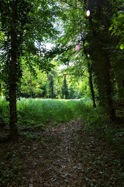 Pad Schaduw Dat Leidt Naar Een Veld Begrensd Door Bomen — Stockfoto