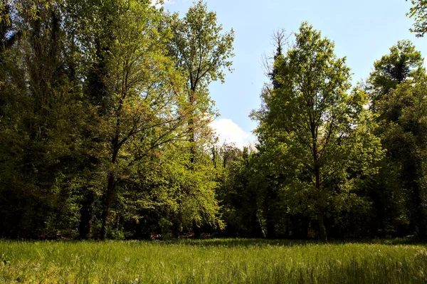 Поле Окружено Деревьями Парке Итальянской Сельской Местности — стоковое фото
