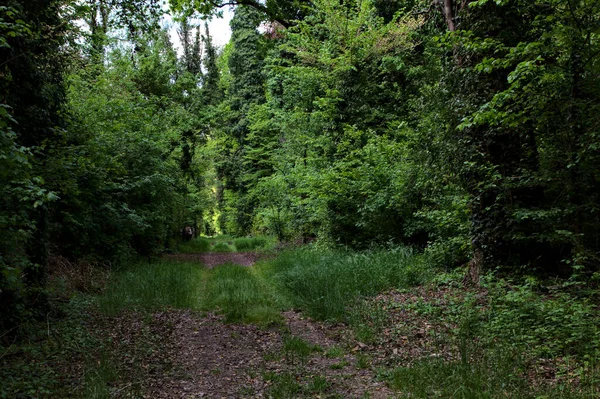 İtalya kırsalındaki bir parkta ağaçlarla çevrili gölgeli bir patika.