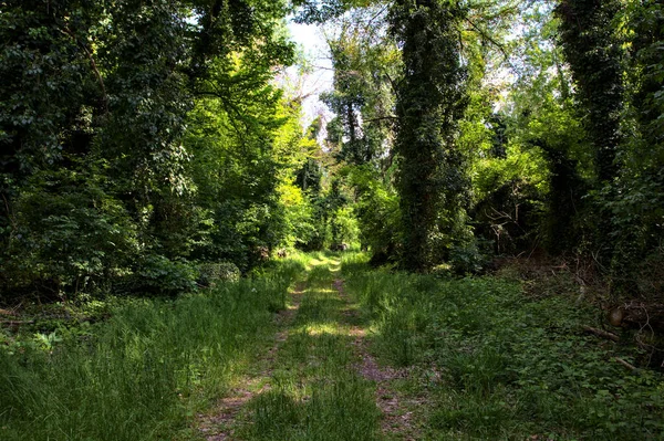 Sendero Sombrío Bordeado Árboles Parque Campo Italiano —  Fotos de Stock