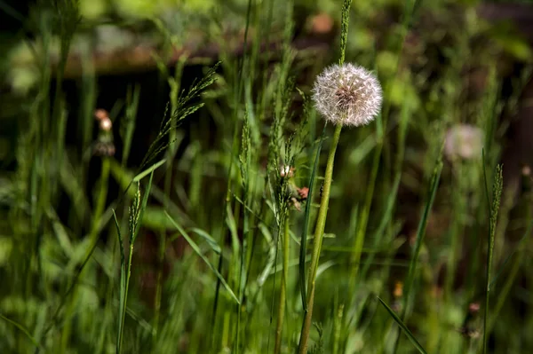 公園の草の中のタンポポ — ストック写真