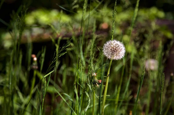 Dandelions Grama Parque — Fotografia de Stock