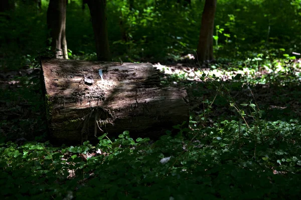 Log Shade Middle Park — Stock Photo, Image