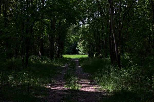 Sendero Sombrío Bordeado Árboles Parque Campo Italiano —  Fotos de Stock