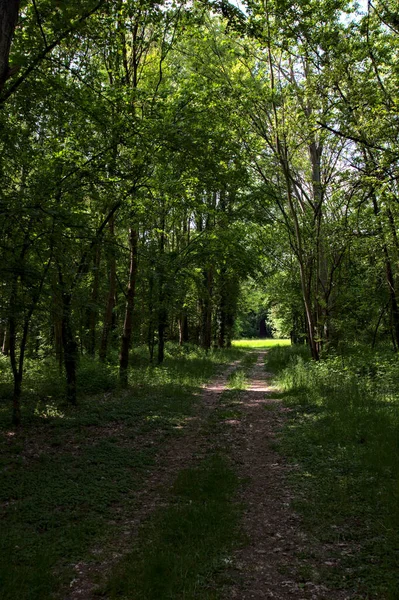 Schattiger Von Bäumen Gesäumter Weg Einem Park Der Italienischen Landschaft — Stockfoto
