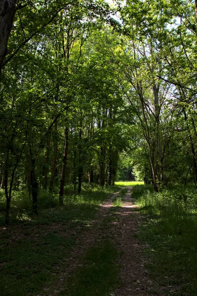 Talya Kırsalındaki Bir Parkta Ağaçlarla Çevrili Gölgeli Bir Patika — Stok fotoğraf