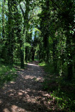 İtalya kırsalındaki bir parkta sarmaşıklarla kaplı ağaçlarla çevrili gölgeli bir patika.