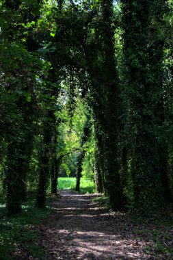 İtalya kırsalındaki bir parkta sarmaşıklarla kaplı ağaçlarla çevrili gölgeli bir patika.