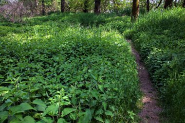 Gölgedeki küçük patika baharda İtalya 'nın kırsalındaki bir parkta bitkilerle sınırlıydı.