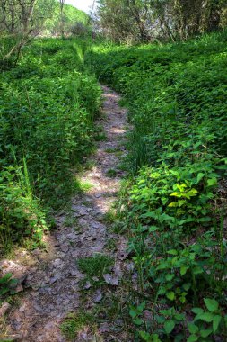 Gölgedeki küçük patika baharda İtalya 'nın kırsalındaki bir parkta bitkilerle sınırlıydı.