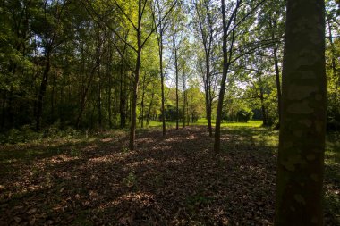 İtalya kırsalındaki bir parkta, açık bir alanda sıra sıra ağaçlar.