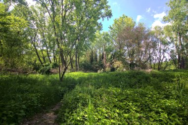 Gölgedeki küçük patika baharda İtalya 'nın kırsalındaki bir parkta bitkilerle sınırlıydı.