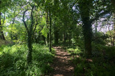 İtalya kırsalındaki bir parkta ağaçlarla çevrili gölgeli bir patika.