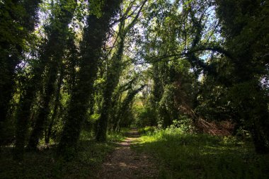 İtalya kırsalındaki bir parkta sarmaşıklarla kaplı ağaçlarla çevrili gölgeli bir patika.