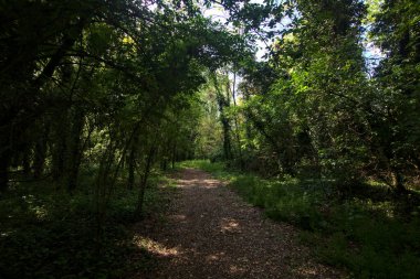 İtalya kırsalındaki bir parkta sarmaşıklarla kaplı ağaçlarla çevrili gölgeli bir patika.