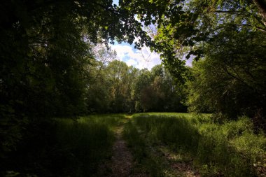 Gölgedeki patika, parktaki ağaçlarla çevrili bir tarlaya çıkıyor.