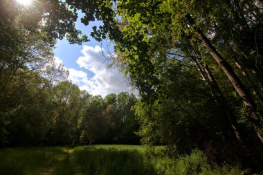 Gölgedeki patika, parktaki ağaçlarla çevrili bir tarlaya çıkıyor.