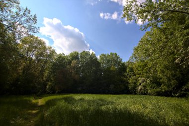 İtalya kırsalındaki bir parkın ortasındaki bir tarlada yol