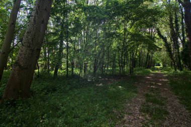 İtalya kırsalındaki bir parkta ağaçlarla çevrili gölgeli bir patika.