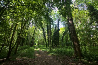 İtalya kırsalındaki bir parkta ağaçlarla çevrili gölgeli bir patika.