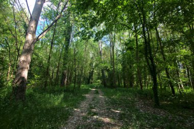 İtalya kırsalındaki bir parkta ağaçlarla çevrili gölgeli bir patika.