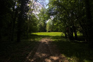 Gölgedeki patika, parktaki ağaçlarla çevrili bir tarlaya çıkıyor.