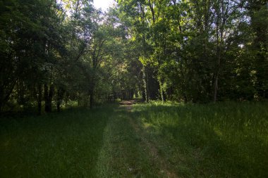 İtalya kırsalındaki bir parkta ağaçlarla çevrili gölgeli bir patika.