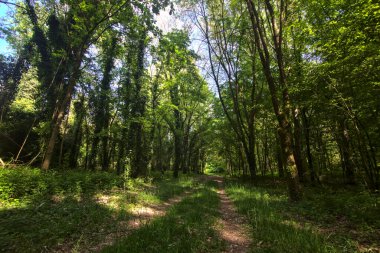 İtalya kırsalındaki bir parkta ağaçlarla çevrili gölgeli bir patika.