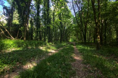 İtalya kırsalındaki bir parkta ağaçlarla çevrili gölgeli bir patika.