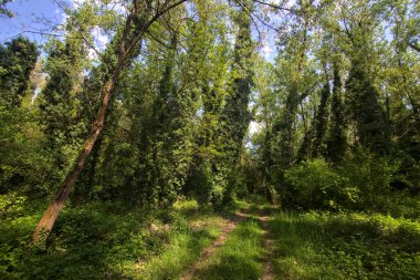 İtalya kırsalındaki bir parkta ağaçlarla çevrili gölgeli bir patika.
