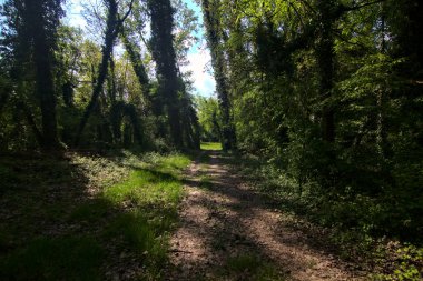 İtalya kırsalındaki bir parkta ağaçlarla çevrili gölgeli bir patika.