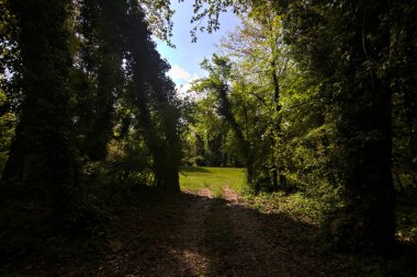 İtalya kırsalındaki bir parkta ağaçlarla çevrili gölgeli bir patika.