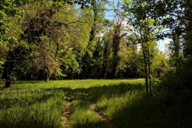 İtalya kırsalındaki bir parkın ortasındaki bir tarlada yol