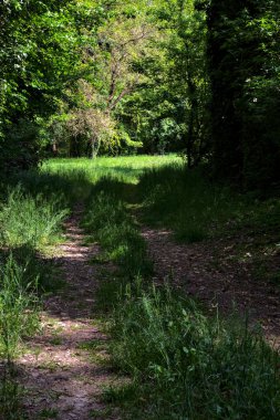 İtalya kırsalındaki bir parkta ağaçlarla çevrili gölgeli bir patika.