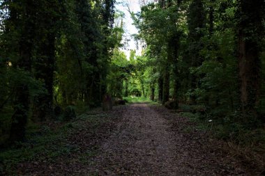İtalya kırsalındaki bir parkta ağaçlarla çevrili gölgeli bir patika.