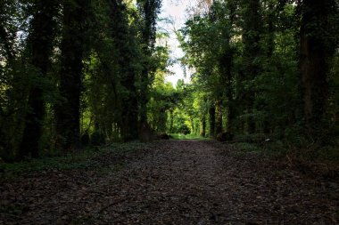 İtalya kırsalındaki bir parkta ağaçlarla çevrili gölgeli bir patika.