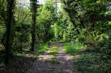 İtalya kırsalındaki bir parkta ağaçlarla çevrili gölgeli bir patika.
