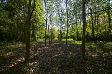 İtalya kırsalındaki bir parkta, açık bir alanda sıra sıra ağaçlar.