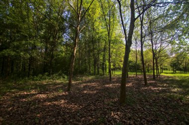 İtalya kırsalındaki bir parkta, açık bir alanda sıra sıra ağaçlar.