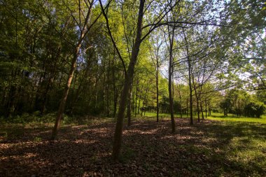 İtalya kırsalındaki bir parkta, açık bir alanda sıra sıra ağaçlar.
