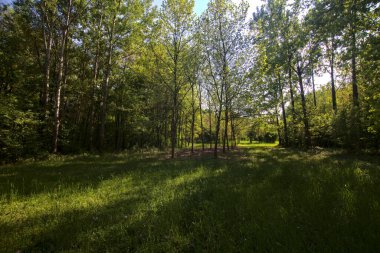 İtalya kırsalındaki bir parkta, açık bir alanda sıra sıra ağaçlar.